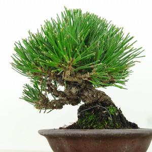 盆栽 松 黒松 樹高 約15cm くろまつ 高...の詳細画像2