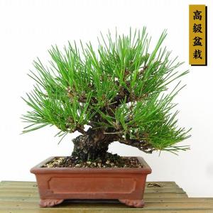 盆栽 松 黒松 樹高 約18cm くろまつ 高級盆栽 Pinus thunbergii クロマツ マツ科 常緑針葉樹 観賞用 小品 現品