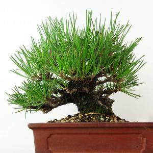 盆栽 松 黒松 樹高 約18cm くろまつ 高...の詳細画像2