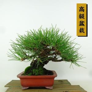 盆栽 松 黒松 樹高 約19cm くろまつ 高級盆栽 Pinus thunbergii クロマツ マツ科 常緑針葉樹 観賞用 小品 現品