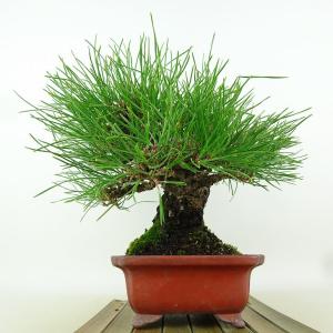 盆栽 松 黒松 樹高 約19cm くろまつ 高...の詳細画像1