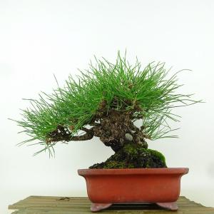 盆栽 松 黒松 樹高 約19cm くろまつ 高...の詳細画像2