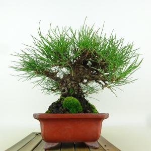盆栽 松 黒松 樹高 約19cm くろまつ 高...の詳細画像3
