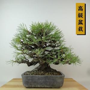 盆栽 松 黒松 樹高 約27cm くろまつ 高級盆栽 Pinus thunbergii クロマツ マツ科 常緑針葉樹 観賞用 現品