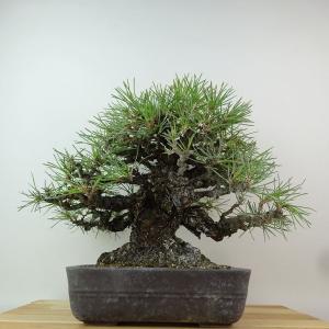盆栽 松 黒松 樹高 約27cm くろまつ 高...の詳細画像2