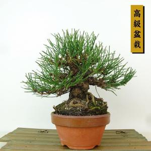 盆栽 松 黒松 樹高 約17cm くろまつ 高級盆栽 Pinus thunbergii クロマツ マツ科 常緑針葉樹 観賞用 小品 現品