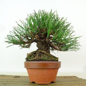 盆栽 松 黒松 樹高 約17cm くろまつ 高...の詳細画像2