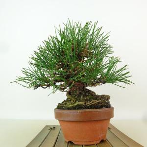 盆栽 松 黒松 樹高 約17cm くろまつ 高...の詳細画像3