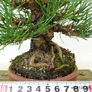 盆栽 松 黒松 樹高 約17cm くろまつ 高...の詳細画像4