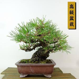 盆栽 松 黒松 樹高 約18cm くろまつ 高級盆栽 Pinus thunbergii クロマツマツ科 常緑針葉樹 観賞用 小品 現品