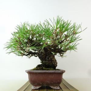 盆栽 松 黒松 樹高 約18cm くろまつ 高...の詳細画像1