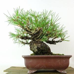盆栽 松 黒松 樹高 約18cm くろまつ 高...の詳細画像2