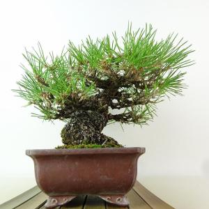 盆栽 松 黒松 樹高 約18cm くろまつ 高...の詳細画像3