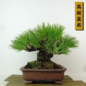 盆栽 松 黒松 樹高 約18cm くろまつ 高級盆栽 Pinus thunbergii クロマツマツ科 常緑針葉樹 観賞用 小品 現品