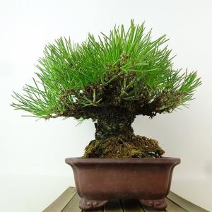 盆栽 松 黒松 樹高 約18cm くろまつ 高...の詳細画像1