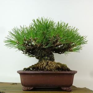 盆栽 松 黒松 樹高 約18cm くろまつ 高...の詳細画像2