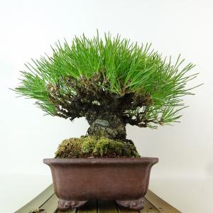 盆栽 松 黒松 樹高 約18cm くろまつ 高...の詳細画像3