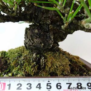 盆栽 松 黒松 樹高 約18cm くろまつ 高...の詳細画像4