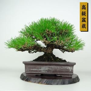 盆栽 松 黒松 樹高 約23cm くろまつ 高級盆栽 Pinus thunbergii クロマツマツ科 常緑針葉樹 鑑賞用 観賞用 現品