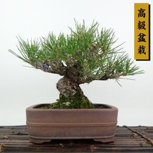 盆栽 松 黒松 樹高 約18cm くろまつ 高級盆栽 Pinus thunbergii クロマツマツ科 常緑針葉樹 観賞用 小品 現品