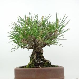 盆栽 松 黒松 樹高 約18cm くろまつ 高...の詳細画像1