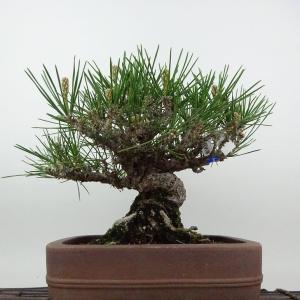 盆栽 松 黒松 樹高 約18cm くろまつ 高...の詳細画像2