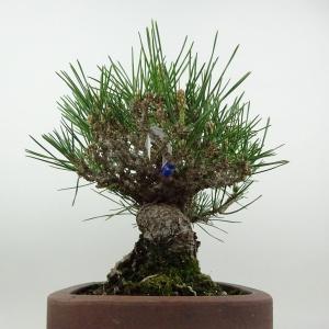 盆栽 松 黒松 樹高 約18cm くろまつ 高...の詳細画像3