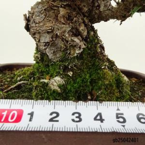 盆栽 松 黒松 樹高 約18cm くろまつ 高...の詳細画像4