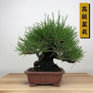 盆栽 松 黒松 樹高 約28cm くろまつ 高級盆栽 Pinus thunbergii クロマツ マツ科 常緑針葉樹 鑑賞用 観賞用 現品