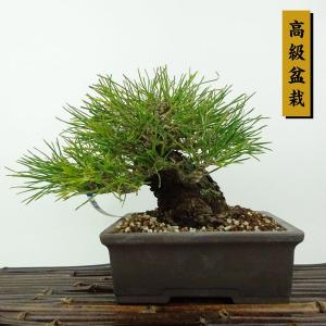 盆栽 松 黒松 樹高 約15cm くろまつ 高級盆栽 Pinus thunbergii クロマツ マツ科 常緑針葉樹 観賞用 小品 現品