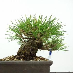 盆栽 松 黒松 樹高 約15cm くろまつ 高...の詳細画像2