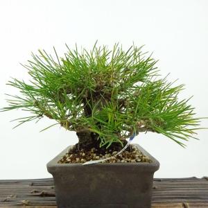 盆栽 松 黒松 樹高 約15cm くろまつ 高...の詳細画像3