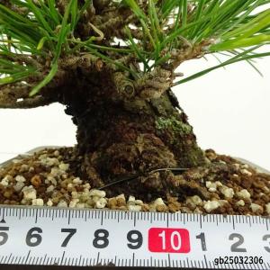 盆栽 松 黒松 樹高 約15cm くろまつ 高...の詳細画像4