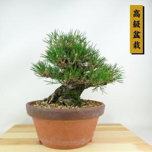 三河黒松 盆栽 特選：三河黒松* 現品 くろまつ クロマツ Kuromatsu bonsai