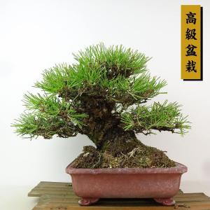 盆栽 松 黒松 樹高 約22cm くろまつ 高級盆栽 Pinus thunbergii クロマツ マツ科 常緑針葉樹 観賞用 現品