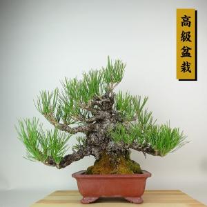 盆栽 松 黒松 樹高 約29cm くろまつ 高級盆栽 Pinus thunbergii クロマツ マツ科 常緑針葉樹 観賞用 現品