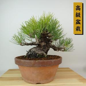 盆栽 松 黒松 樹高 約22cm くろまつ 高級盆栽 Pinus thunbergii クロマツ マツ科 常緑針葉樹 観賞用 現品