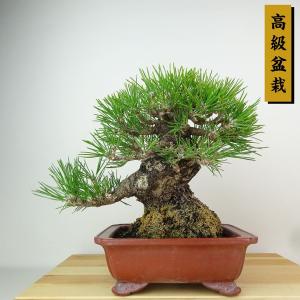 盆栽 松 黒松 樹高 約21cm くろまつ 高級盆栽 Pinus thunbergii クロマツ マツ科 常緑針葉樹 観賞用 現品