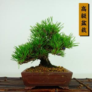 盆栽 特選：三河黒松*現品 くろまつ クロマツ kuromatsu 大品