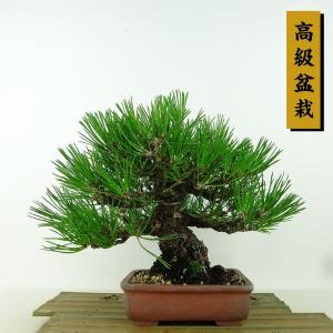 盆栽 松 黒松 樹高 約20cm くろまつ 高級盆栽 Pinus thunbergii クロマツ マツ科 常緑針葉樹 観賞用 小品 現品