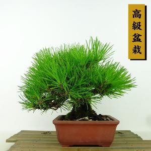 盆栽 松 黒松 樹高 17cm くろまつ 高級盆栽 Pinus thunbergii クロマツ マツ科 常緑針葉樹 観賞用 小品 現品