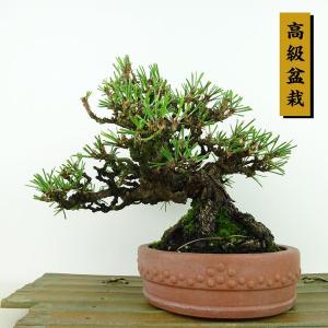 盆栽：赤松（アカマツ）*現品あかまつ Akamatsu bonsai 小品盆栽