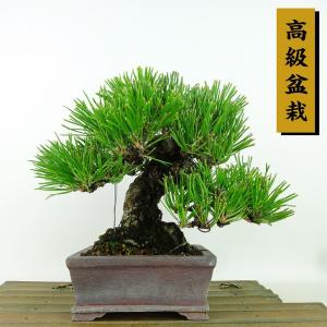 盆栽 松 黒松 樹高 約16cm くろまつ 高級盆栽 Pinus thunbergii クロマツ マツ科 常緑針葉樹 観賞用 小品 現品