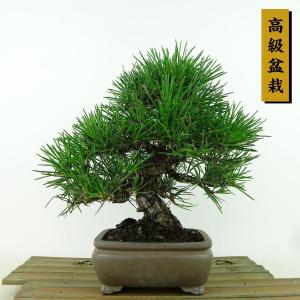 盆栽 松 黒松 樹高 約21cm くろまつ 高級盆栽 Pinus thunbergii クロマツ マツ科 常緑針葉樹 観賞用 現品