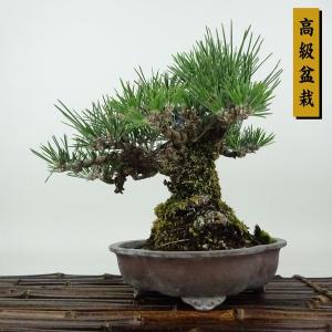 盆栽 松 黒松 瑞宝 樹高 約21cm くろまつ 高級盆栽 Pinus thunbergii クロマツ マツ科 常緑針葉樹 観賞用 現品
