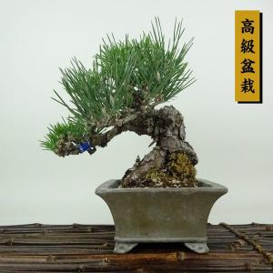 盆栽 松 黒松 瑞宝 樹高 約20cm くろまつ 高級盆栽 Pinus thunbergii クロマツ マツ科 常緑針葉樹 観賞用 小品 現品