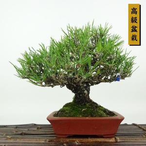 盆栽 松 黒松 樹高 約19cm くろまつ 高級盆栽 Pinus thunbergii クロマツ マツ科 常緑針葉樹 観賞用 小品 現品