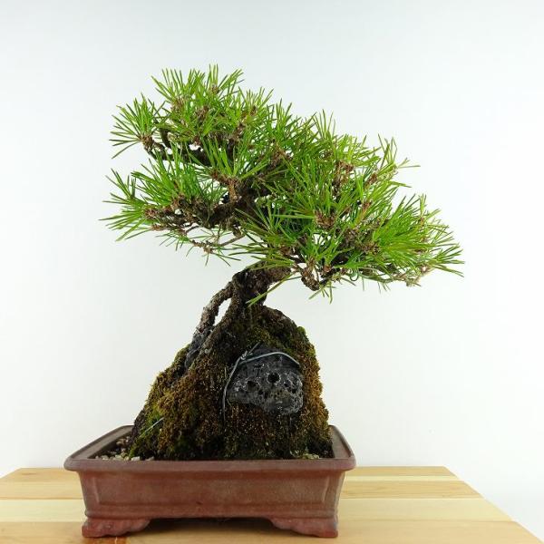 盆栽 松 黒松 樹高 約27cm くろまつ Pinus thunbergii クロマツ 石付き マツ...