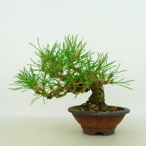 盆栽 松 黒松 樹高 約14cm くろまつ Pinus thunbergii クロマツ マツ科 常緑針葉樹 観賞用 小品 現品