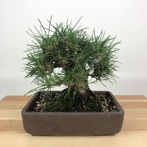 盆栽 松 黒松 樹高 約15cm くろまつ Pinus thunbergii クロマツ マツ科 常緑針葉樹 観賞用 小品 現品